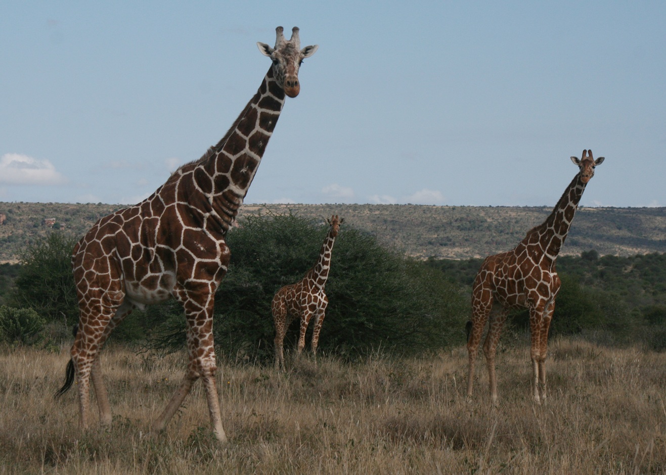 Climate Change Threatens Kenya’s Iconic Samburu Special Five